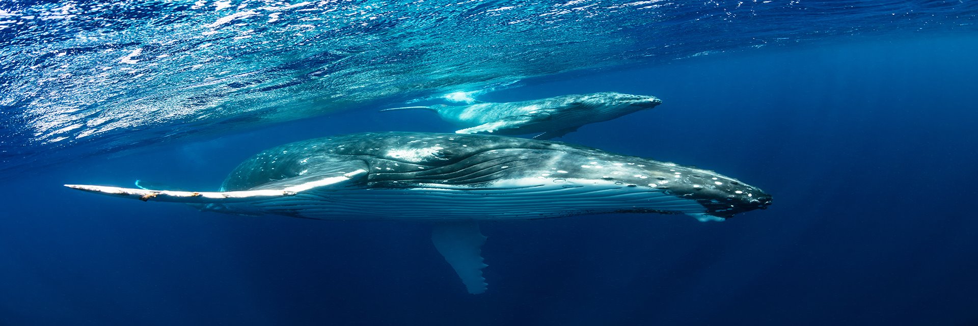 MONTEREY WHALE WATCHING PACKAGE