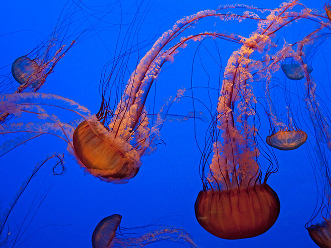 Monterey Bay Aquarium at Monterey